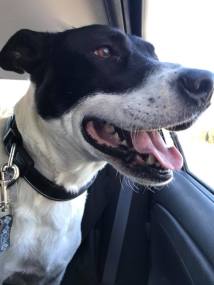 26814900_10156236373139824_4086334976847815611_n